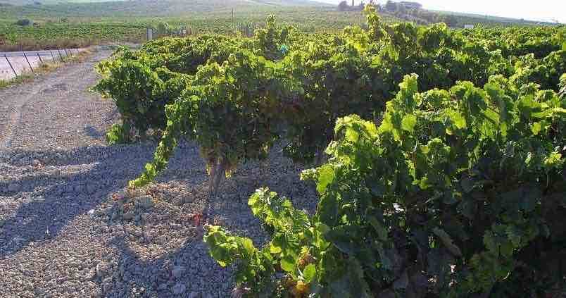 Acaba la vendimia en el Marco de Jerez con un 12,3% más de uva que el año anterior