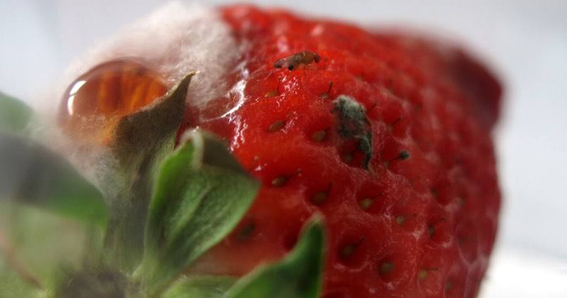 Alto riesgo de picada de la mosca del vinagre en el cultivo de frambuesa