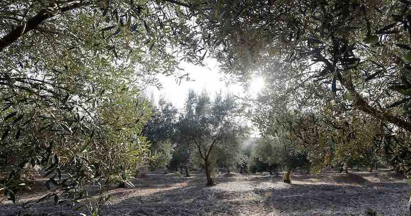 Los olivares de regadío, las tierras más caras en Córdoba