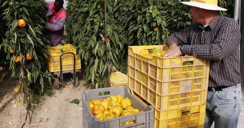 La consejera de Agricultura y el sector hortícola almeriense se reúnen para analizar los precios