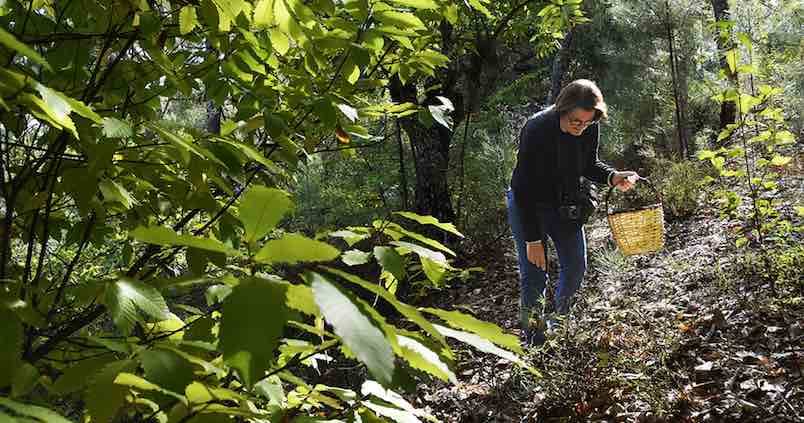 La Junta regula la recogida de setas en la provincia de Huelva