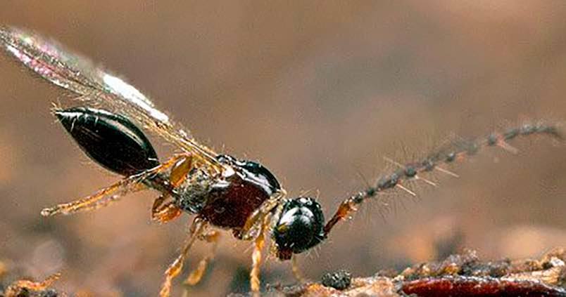 Sueltas de ‘Trichopria’ para frenar a la mosca del vinagre de los frutos rojos