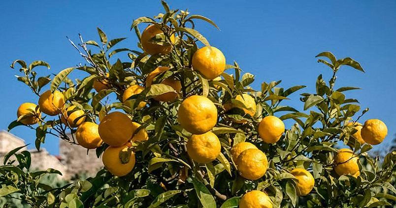 Oleada de robos de cítricos no aptos para el consumo en Huelva