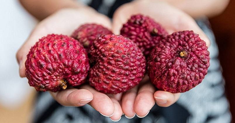 Málaga trabaja para preservar el cultivo de litchi vietnamita