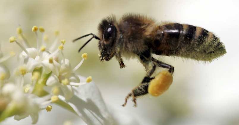 Las abejas melíferas revelan la contaminación ambiental de su entorno