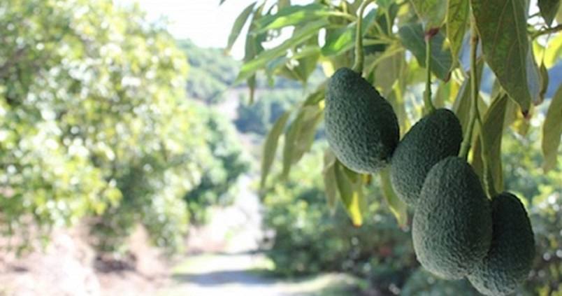 aguacate-cultivo-malaga
