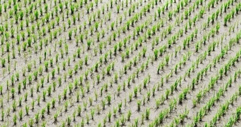 Europa apuesta por fomentar el asociacionismo para fortalecer al sector agrícola