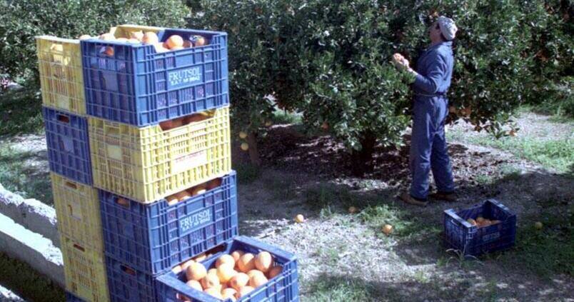 ¿Puede el campo andaluz asumir otra subida del salario mínimo?