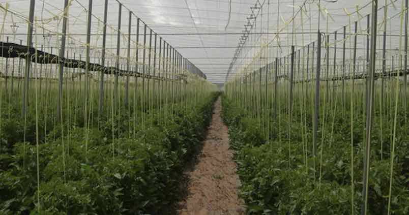 Agricultura amplia las ayudas para la mejora de invernaderos en Andalucía