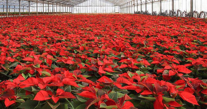 La campaña de flores frescas ha sido corta en producción y precios