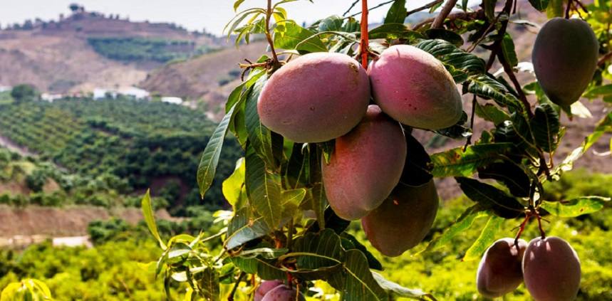 El cultivo de mango sigue imparable en Andalucía y ronda ya las 4.770 hectáreas