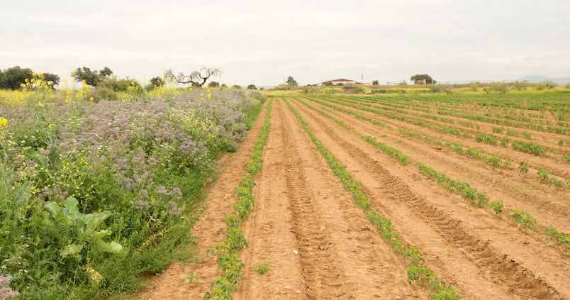 Los márgenes florares aumentan en un 130% las poblaciones de insectos en entornos agrícolas
