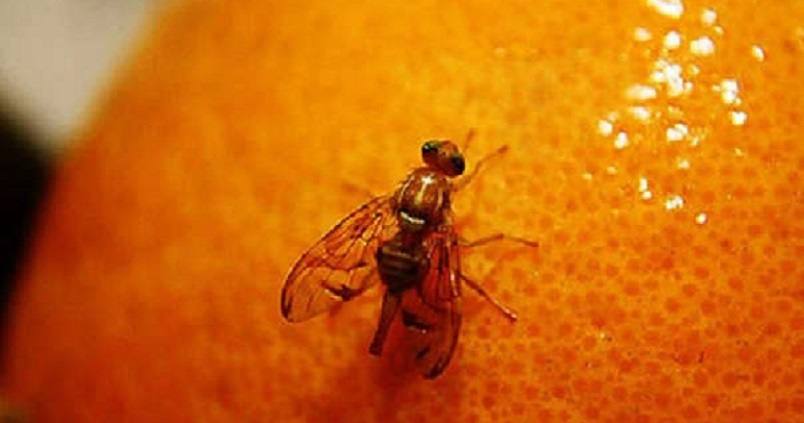 Alto riesgo de picada de la mosca de la fruta para los cítricos andaluces