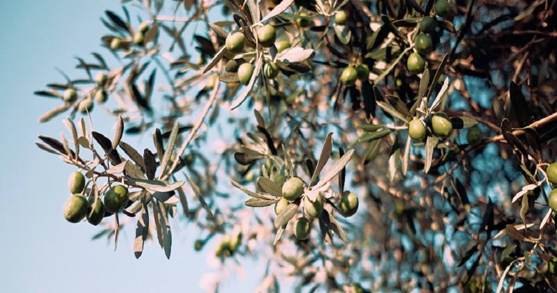 Las propiedades antioxidantes del olivar podrán aplicarse en el sector biomédico y alimentario