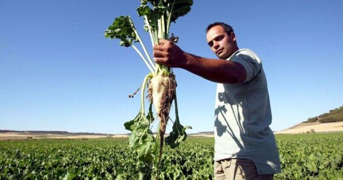 Situación de los remolacheros tras el AMI