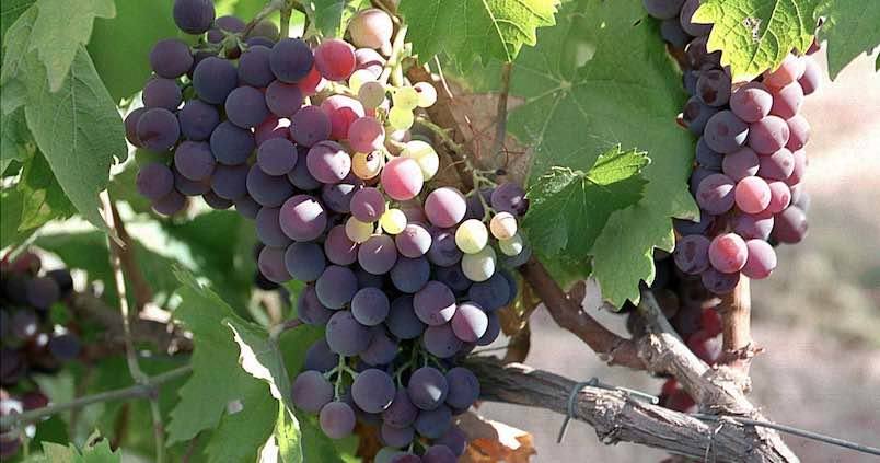 España encabeza la caída mundial de producción de vino
