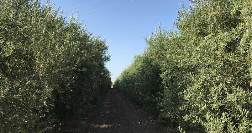 De Sevilla a Italia para buscar olivos resistentes a la Xylella