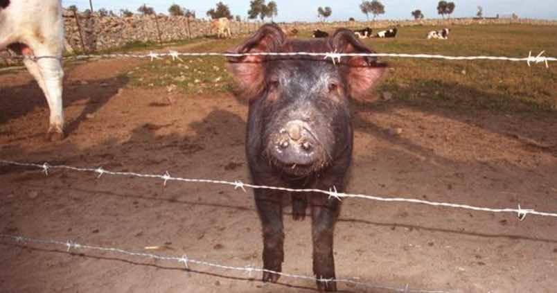 El IBI de Rústica cordobés más bajo está en Pozoblanco