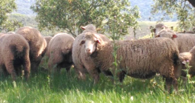 Los pastores, esos grandes olvidados