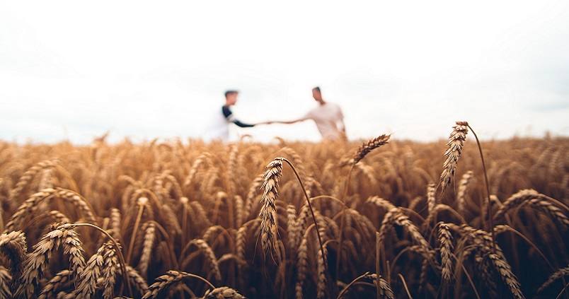 El precio del trigo duro toca techo y es buen momento para vender