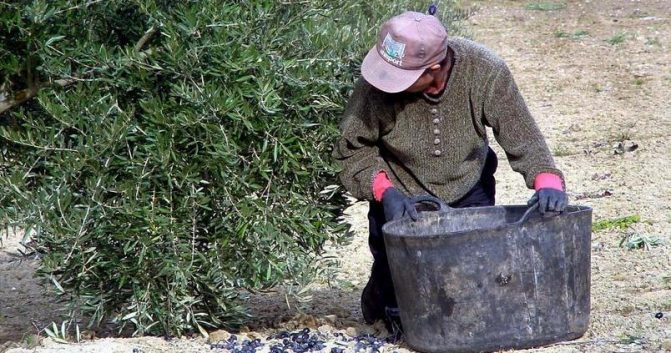 La Junta adelanta el 25% de la ayuda para jóvenes agricultores y anuncia ampliación del presupuesto