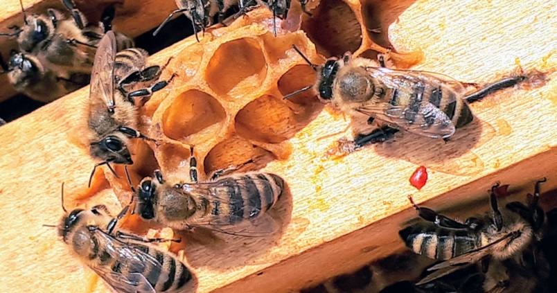 Más de 6.000 colmenas están autorizadas para producir miel en Granada