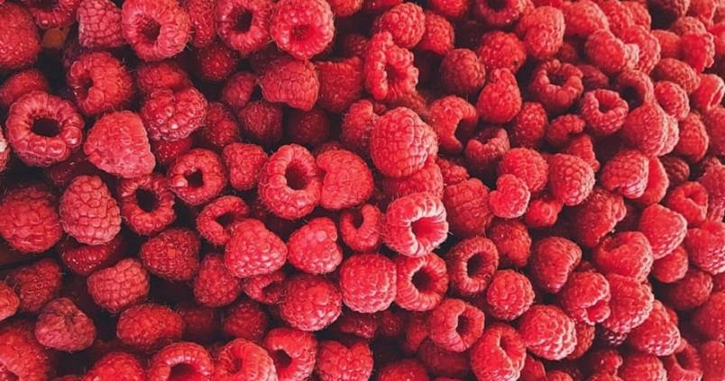 El sector da por concluida la campaña de frambuesa ante falta de rentabilidad