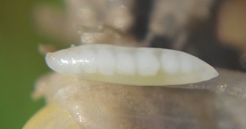 Cómo afecta el mosquito del trigo a los cereales de invierno