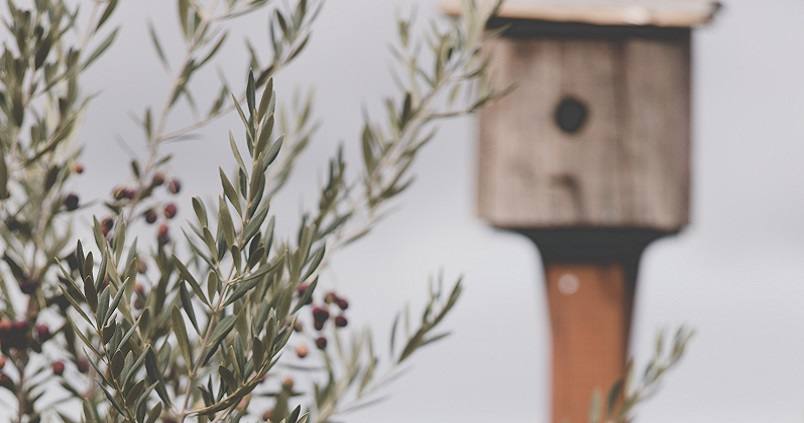 Más de 350 olivareros en Jaén se interesan por formar parte del proyecto Olivares Vivos