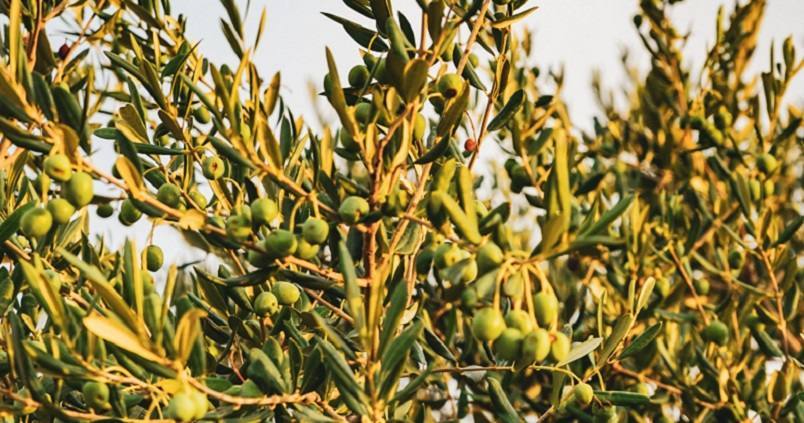 Reconocimiento europeo al material andaluz hecho con restos de poda