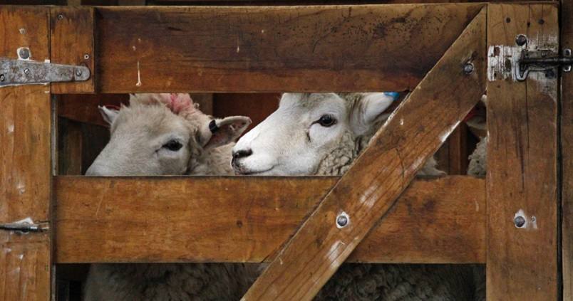 Cinco preguntas y respuestas sobre la lengua azul: ¿Es seguro consumir esa carne y leche?
