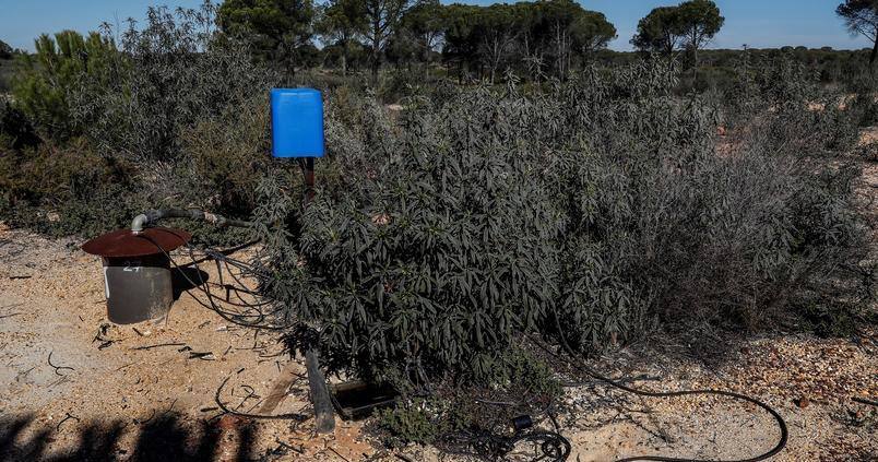 La declaración de sobreexplotación del acuífero de Doñana deja en vilo el riego de 23.000 hectáreas