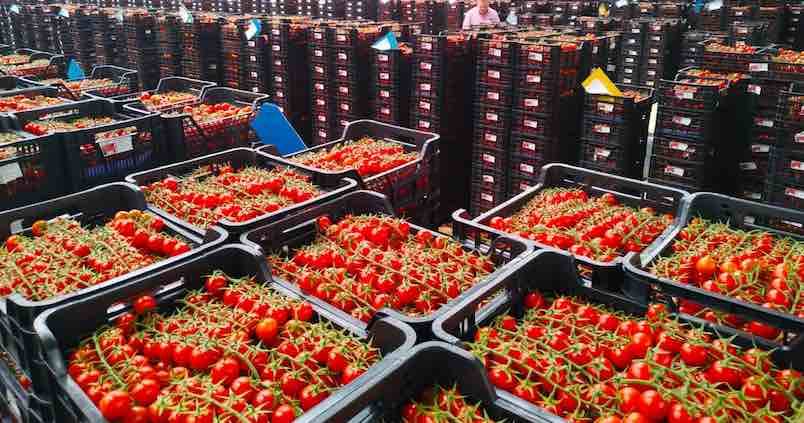 subasta-tomate-almeria