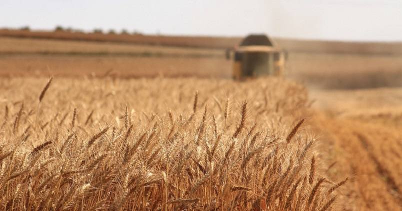 El parámetro «GMF» marcará la calidad del trigo duro esta campaña