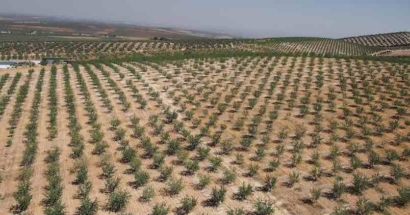 Precio de la almendra: ¿Qué variedad tiene mejores cotizaciones?