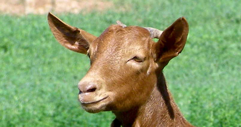 Los ganaderos de ovino y caprino tendrán ayudas directas del Gobierno