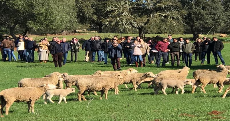 Las ganadería en extensivo onubense llega a los clientes internacionales