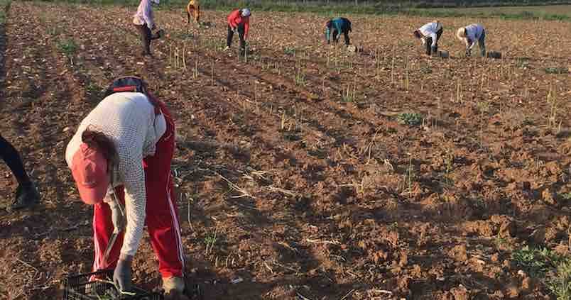 cultivo-esparragos-agronoma