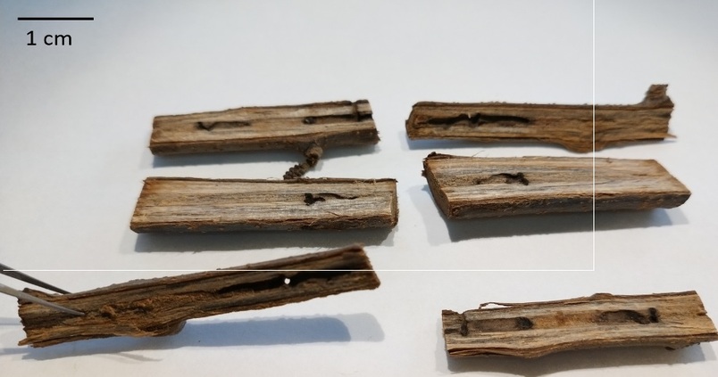 Efectos del escarabajo «Xylosandrus compactus» en los cultivos /  Universitat de les Illes Balears (UIB)