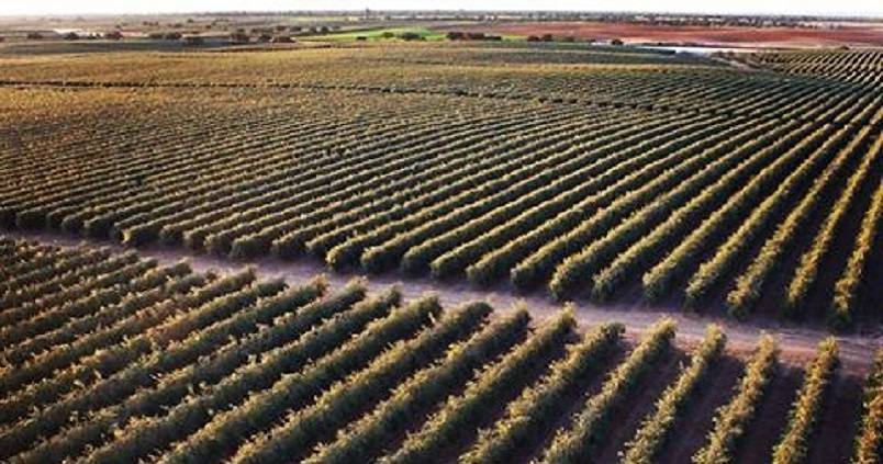 Suspendida la recogida nocturna de aceituna a máquina en Andalucía