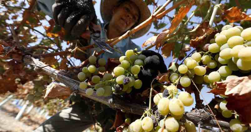 El vino de Córdoba Montilla-Moriles creció un 42% en 2019