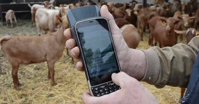 Crean una herramienta para mejorar el manejo de las granjas caprinas