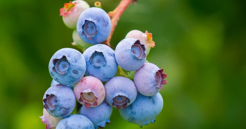 Arándanos / Agrónoma