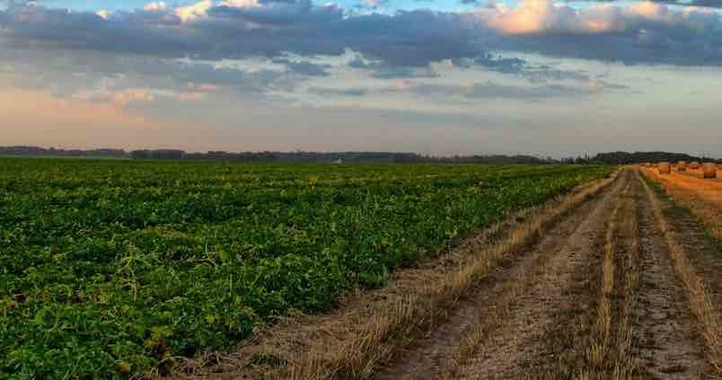 Córdoba potenciará la innovación en la agricultura y su industria
