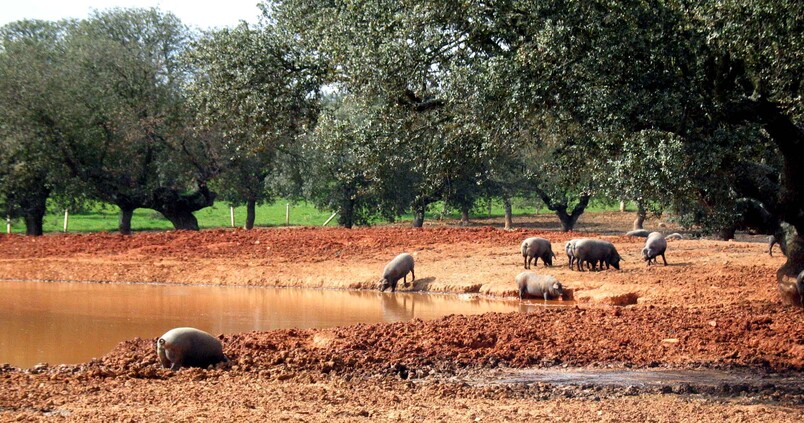 Cerdos en el campo en Salamanca / David Arranz