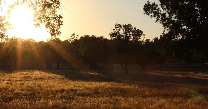 Conoce las medidas para evitar la seca en la dehesa