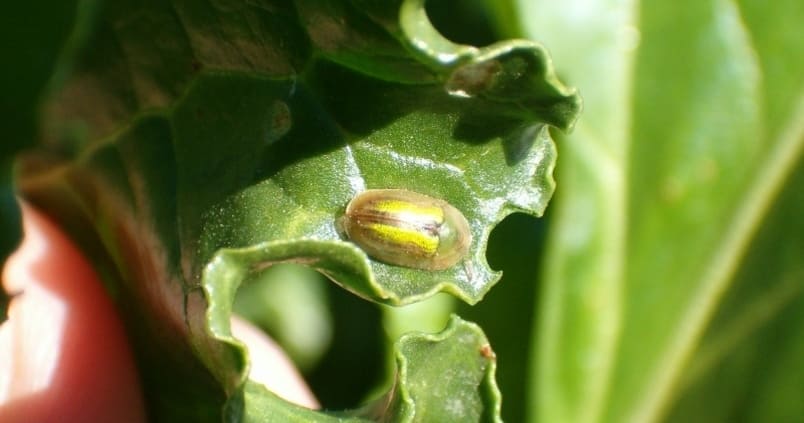 Plaga sobre cultivo de remolacha / RAIF