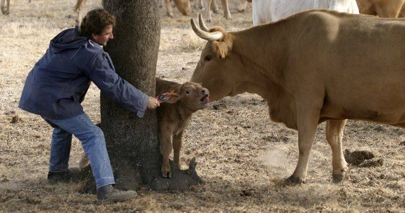 Japón demanda el vacuno español