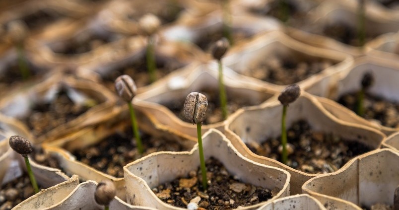 Plantas genómicas vs cultivos tradicionales: ¿Cuáles son más sostenibles según la Comisión Europea?