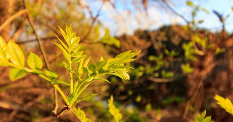 Aumenta el consumo ecológico